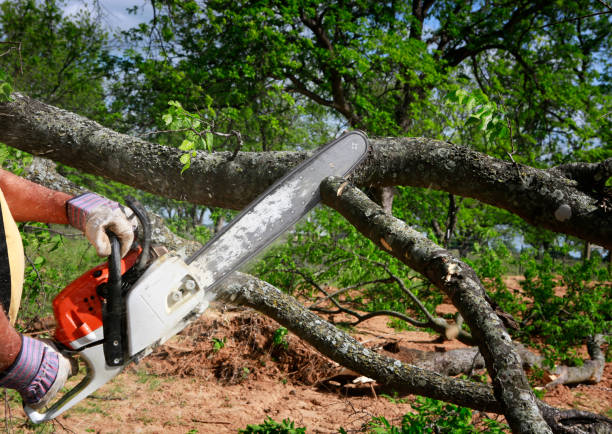 How Our Tree Care Process Works  in  Gig Harbor, WA